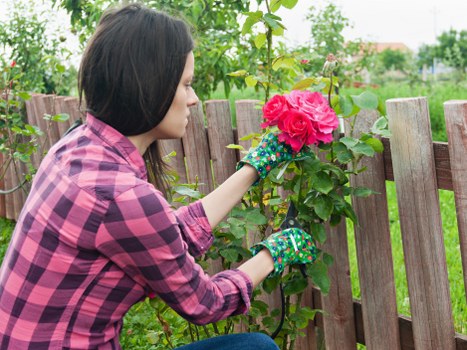 A woman wearing a pink and black checkered shirt and colourful gardening gloves is tending to a rose bush in a backyard garden near a wooden fence. The garden features a well-maintained green lawn, a variety of shrubs, and young trees in the background. The woman is carefully pruning or inspecting the vibrant pink roses, with the fence and lush greenery creating a natural outdoor environment typical of a residential garden in Bethnal Green. The scene suggests a neat, landscaped yard equipped for gardening and outdoor maintenance, reflecting professional gardening services that focus on plant care and garden tidiness. Skylight indicates daytime with natural light illuminating the lush foliage and garden features, emphasizing a healthy, well-kept outdoor space suitable for garden and lawn care tasks.