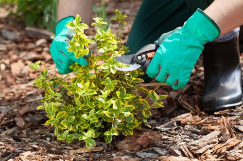 Choosing the right lawn mowing service