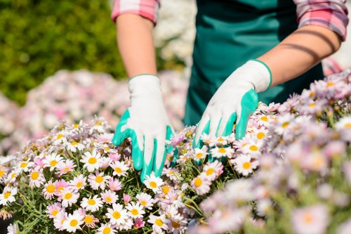 The image shows a person wearing white gardening gloves and a long-sleeved shirt tending to a colourful flower bed filled with numerous blooming daisies with white petals and yellow centers. The gardener's hands are gently touching and arranging the flowers, indicating careful maintenance or planting activity. The background features green foliage and a partially visible tree, suggesting an outdoor garden environment typical of residential or community gardens in Bethnal Green. The scene appears to be in bright, natural daylight, likely during a warm season when the flowers are at full bloom. The garden area is bordered by soil and foliage, with no visible paving or decking in view. This scene exemplifies regular garden upkeep, involving planting, weeding, or pruning, which local landscaping and gardening services like those from Landscapers Bethnal Green would typically support, ensuring vibrant and well-maintained outdoor spaces in the area.