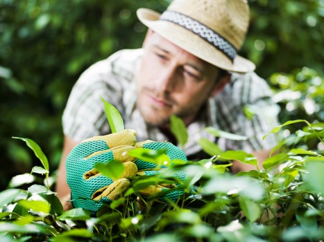A man wearing a straw hat and gardening gloves is carefully pruning or trimming a dense hedge or shrubbery in a well-maintained garden. The garden features a lush green lawn in the foreground, bordered by a variety of plants and bushes, with a backdrop of taller trees and foliage. The scene is outdoors on a bright, possibly sunny day, with natural light illuminating the vibrant green tones of the leaves and plants. The man's focused expression indicates careful attention to garden maintenance, and the setting reflects typical residential garden landscaping in Bethnal Green, with a mix of natural and cultivated plant borders. This image exemplifies professional gardening and outdoor maintenance work, aligning with landscaping services offered by companies like Landscapers Bethnal Green, and highlights the importance of garden pruning and hedge care for a tidy, healthy outdoor space.