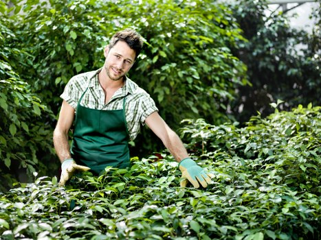 A male gardener with short brown hair and a slight beard, wearing a green gardening apron over a checked shirt and protective gloves, is working in a lush outdoor garden space. The garden features dense, vibrant green foliage, including various shrubs and small plants, with some of the leaves showing glossy textures. The background includes taller trees and a leafy canopy, suggesting a well-maintained, landscaped yard typical of a garden in Bethnal Green. The gardener is actively tending to the plants, smiling slightly while gently handling the foliage, indicating careful and attentive outdoor care. The scene is bathed in natural daylight, with soft shadows and a fresh, inviting atmosphere suitable for gardening services offered by Landscapers Bethnal Green, focused on lawn and garden plant management and outdoor renovation tasks.