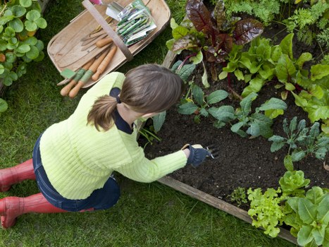 A woman wearing a light green sweater and red boots is kneeling on a well-maintained grassy lawn, tending to a raised garden bed filled with dark, moist soil and surrounded by various leafy vegetable plants. The garden bed is framed with wooden planks and contains a mix of green and reddish-purple foliage, indicating different plant varieties. Nearby, a wooden tray with gardening tools, including small spades and trowels, rests on the grass. The outdoor space appears lush and thriving, with natural light highlighting the vibrant greenery and healthy plants. This scene reflects professional gardening and landscaping practices typical of a residential garden maintained by Landscapers Bethnal Green, situated in east London, where careful attention is paid to plant health and garden structure, ensuring an organized, visually appealing, and productive outdoor environment.