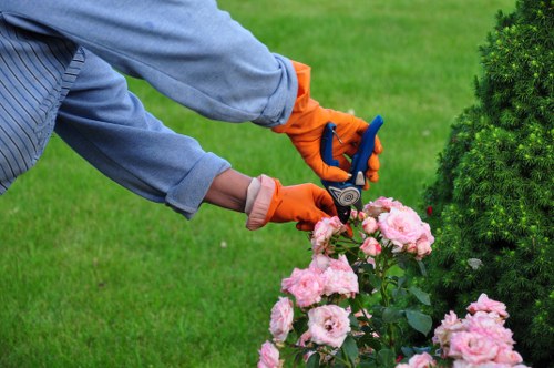 A gardener wearing a long-sleeved blue shirt and orange gardening gloves is pruning pink flowering shrubs in a well-maintained garden. The scene features a lush green lawn in the foreground with a dense, neatly trimmed hedge on the right side, and a patio area with paving slabs visible behind the shrubs. In the background, there are mature trees and additional greenery, indicating a landscaped outdoor space. The gardener is using pruning shears to carefully trim the blooming plants, adding to the tidy and cultivated appearance of the garden. The weather appears clear and bright, enhancing the natural colours of the plants and grass, and demonstrating typical outdoor maintenance in a residential garden in Bethnal Green, London, supporting professional gardening services such as those provided by Landscapers Bethnal Green.