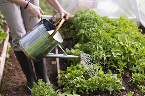 A person watering a vegetable garden in a residential outdoor space, with lush green leafy plants growing in neat rows on dark soil, using a silver metal watering can. The garden features a mix of mature and young plants, including what appears to be lettuce, and is bordered by wooden edging or framing. The background shows an environment with natural light, suggesting an outdoor setting in Bethnal Green, with well-maintained landscaping appropriate for a garden service context. The scene highlights attention to outdoor plant care and sustainable gardening practices, fitting for a professional gardening service in the area.