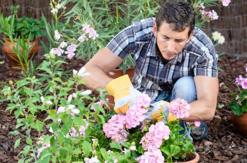 Privet hedge being trimmed by a professional